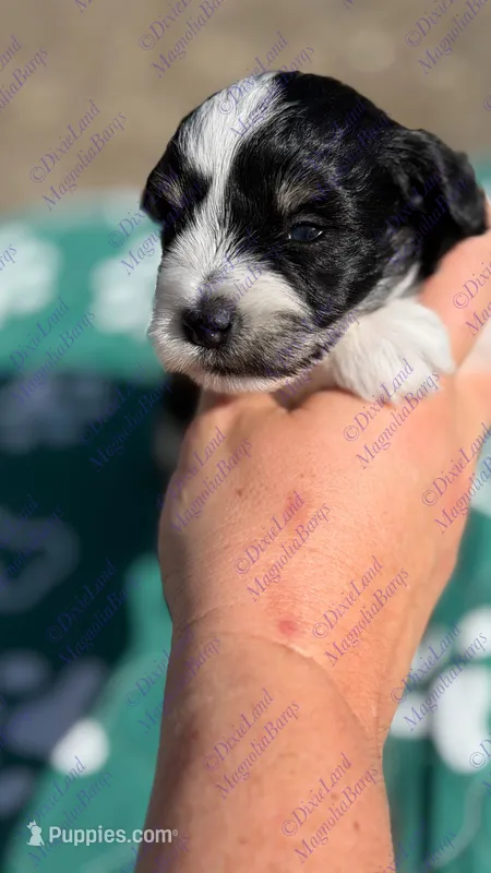 Zazu – Miniature Schnauzer puppy for sale in Marrero, LA