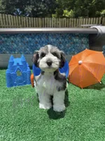 Chuckie, a male Miniature Schnauzer for sale in Marrero, LA – 5 of 10