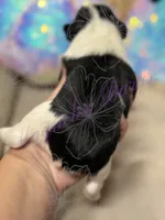 Putzie, a male Miniature Schnauzer for sale in Marrero, LA – 3 of 9