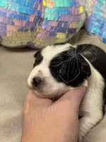 Putzie, a male Miniature Schnauzer for sale in Marrero, LA – 2 of 9