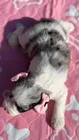 Nala, a female Miniature Schnauzer for sale in Marrero, LA – 2 of 3