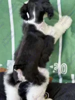 Simba, a male Miniature Schnauzer for sale in Marrero, LA – 3 of 8