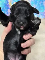 Rizzo, a female Miniature Schnauzer for sale in Marrero, LA – 10 of 10