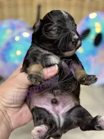 Sonny, a male Miniature Schnauzer for sale in Marrero, LA – 7 of 9