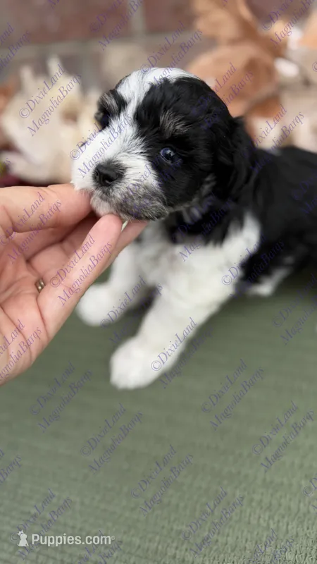 Zazu – Miniature Schnauzer puppy for sale in Marrero, LA