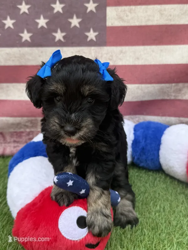 Susie – Miniature Schnauzer puppy for sale in Marrero, LA