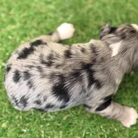 Amanda Rollins, a female Miniature Schnauzer for sale in Marrero, LA – Photo 6 of 10