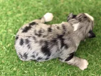 Olivia Benson, a female Miniature Schnauzer for sale in Marrero, LA – Photo 6 of 10