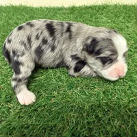 Amanda Rollins, a female Miniature Schnauzer for sale in Marrero, LA – Photo 2 of 10