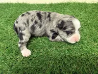 Olivia Benson, a female Miniature Schnauzer for sale in Marrero, LA – Photo 2 of 10