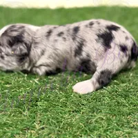 Amanda Rollins, a female Miniature Schnauzer for sale in Marrero, LA – Photo 4 of 10