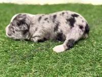 Olivia Benson, a female Miniature Schnauzer for sale in Marrero, LA – Photo 4 of 10