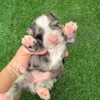 Amanda Rollins, a female Miniature Schnauzer for sale in Marrero, LA – Photo 5 of 10
