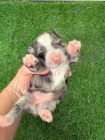 Olivia Benson, a female Miniature Schnauzer for sale in Marrero, LA – Photo 5 of 10