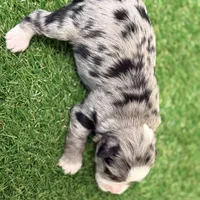 Amanda Rollins, a female Miniature Schnauzer for sale in Marrero, LA – Photo 10 of 10