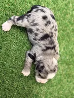 Olivia Benson, a female Miniature Schnauzer for sale in Marrero, LA – Photo 10 of 10