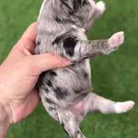 Amanda Rollins, a female Miniature Schnauzer for sale in Marrero, LA – Photo 3 of 10