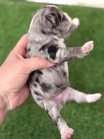 Olivia Benson, a female Miniature Schnauzer for sale in Marrero, LA – Photo 3 of 10