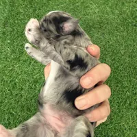 Amanda Rollins, a female Miniature Schnauzer for sale in Marrero, LA – Photo 9 of 10