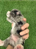 Olivia Benson, a female Miniature Schnauzer for sale in Marrero, LA – Photo 9 of 10