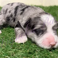 Amanda Rollins, a female Miniature Schnauzer for sale in Marrero, LA – Photo 1 of 10