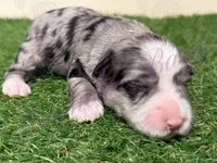 Olivia Benson, a female Miniature Schnauzer for sale in Marrero, LA – Photo 1 of 10