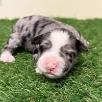 Amanda Rollins, a female Miniature Schnauzer for sale in Marrero, LA – Photo 7 of 10
