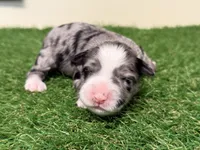 Olivia Benson, a female Miniature Schnauzer for sale in Marrero, LA – Photo 7 of 10