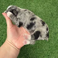 Amanda Rollins, a female Miniature Schnauzer for sale in Marrero, LA – Photo 8 of 10