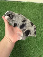 Olivia Benson, a female Miniature Schnauzer for sale in Marrero, LA – Photo 8 of 10