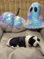 Putzie, a male Miniature Schnauzer for sale in Marrero, LA – 9 of 9