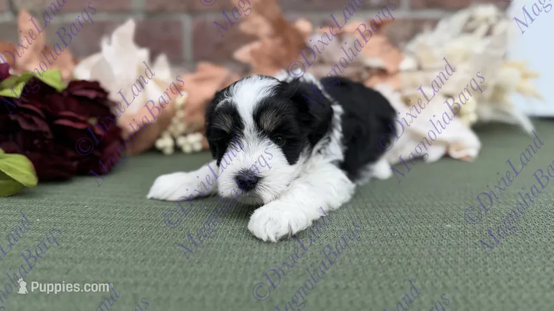 Simba – Miniature Schnauzer puppy for sale in Marrero, LA