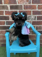 Susie, a female Miniature Schnauzer for sale in Marrero, LA – 2 of 10