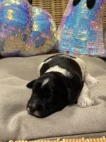 Cha-cha, a female Miniature Schnauzer for sale in Marrero, LA – 7 of 10