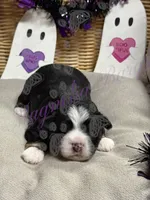 Kenickie, a male Miniature Schnauzer for sale in Marrero, LA – 3 of 9