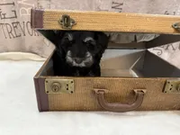 Tommy , a male Miniature Schnauzer for sale in Marrero, LA – 5 of 10