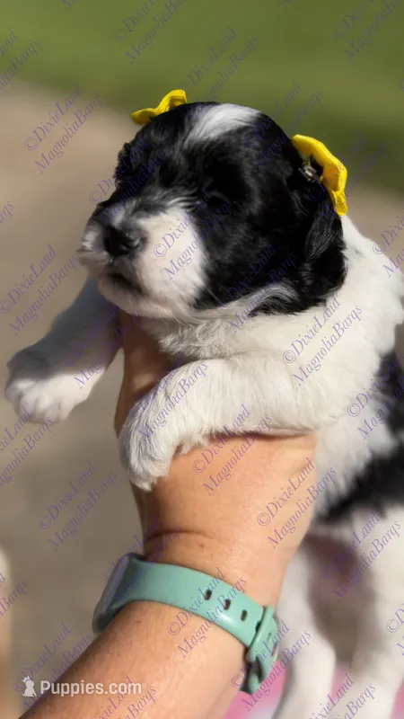 Sarabi – Miniature Schnauzer puppy for sale in Marrero, LA