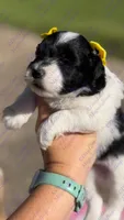 Sarabi, a female Miniature Schnauzer for sale in Marrero, LA – 1 of 3