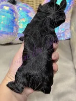 Rizzo, a female Miniature Schnauzer for sale in Marrero, LA – 9 of 10