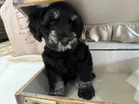Tommy , a male Miniature Schnauzer for sale in Marrero, LA – 4 of 10