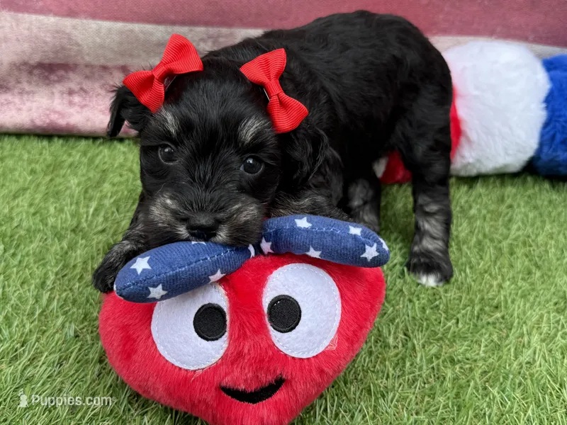 Lil Deville  – Miniature Schnauzer puppy for sale in Marrero, LA
