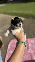 Sarabi, a female Miniature Schnauzer for sale in Marrero, LA – 2 of 3