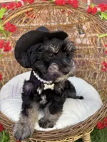 Susie, a female Miniature Schnauzer for sale in Marrero, LA – 5 of 10