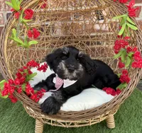 Tommy , a male Miniature Schnauzer for sale in Marrero, LA – 3 of 10