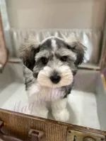 Chuckie, a male Miniature Schnauzer for sale in Marrero, LA – 3 of 10