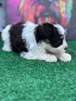 Clover , a female Miniature Schnauzer for sale in Marrero, LA – Photo 3 of 3