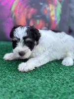 Clover , a female Miniature Schnauzer for sale in Marrero, LA – Photo 2 of 3