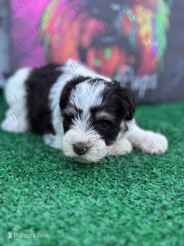 Clover  – Miniature Schnauzer puppy for sale in Marrero, LA