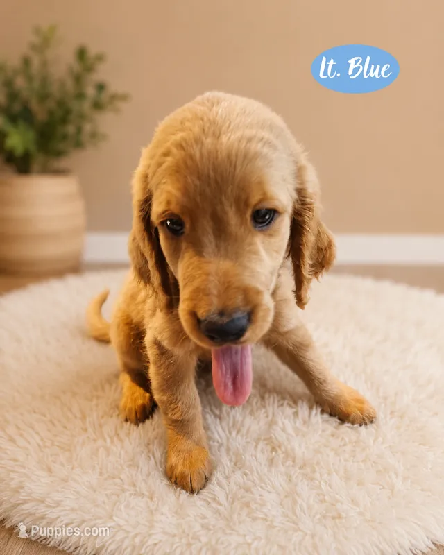 Light blue – Goldendoodle puppy for sale in Humble, TX