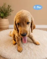 Light blue, a male Goldendoodle for sale in Humble, TX – 2 of 3
